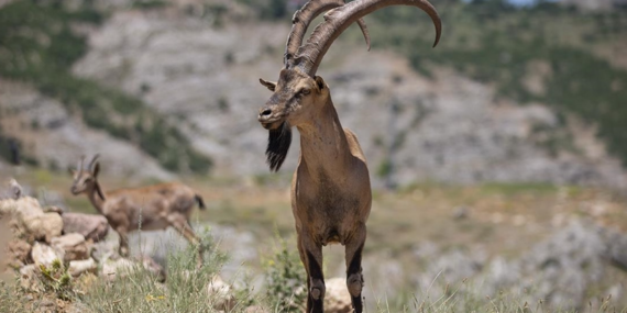 Mazgirt’te yaban keçilerini avlayanlara ağır para cezası