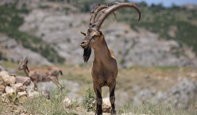 Mazgirt’te yaban keçilerini avlayanlara ağır para cezası