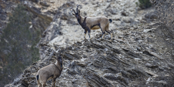 Dersim’in karlı dağlarında dağ keçileri görüntülendi