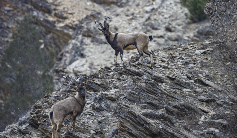 Dersim’in karlı dağlarında dağ keçileri görüntülendi
