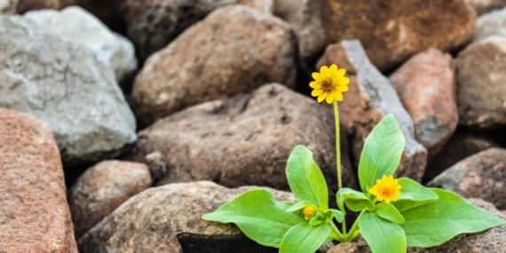 Yaşıyor olmak için yaşamak