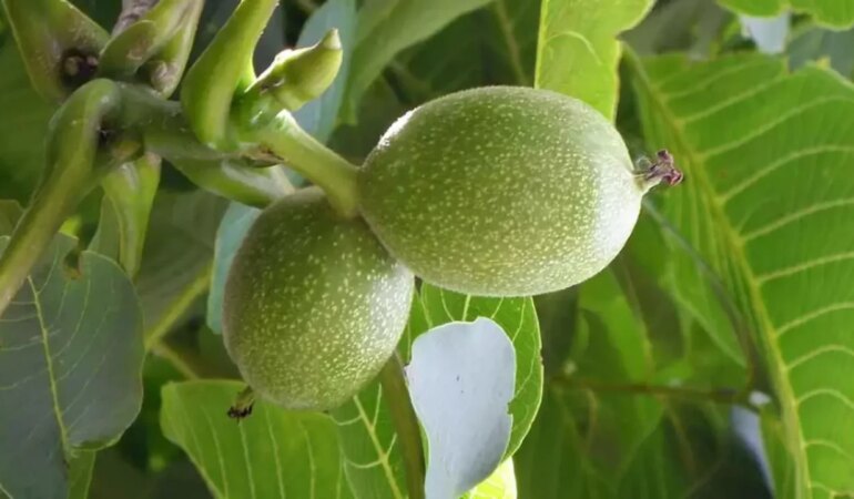 Rüyada Ceviz Ağacı Görmek