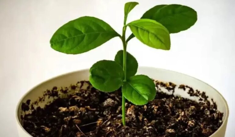 Adım adım evde limon filizlendirme