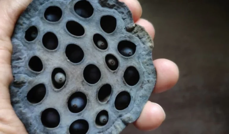 Tripofobi Belirtileri ve Tedavisi