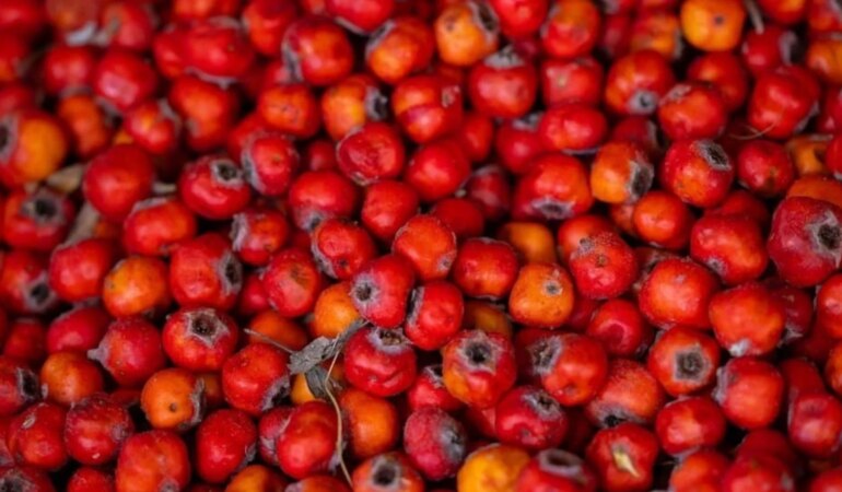 Alıç nedir, neden kullanılır?