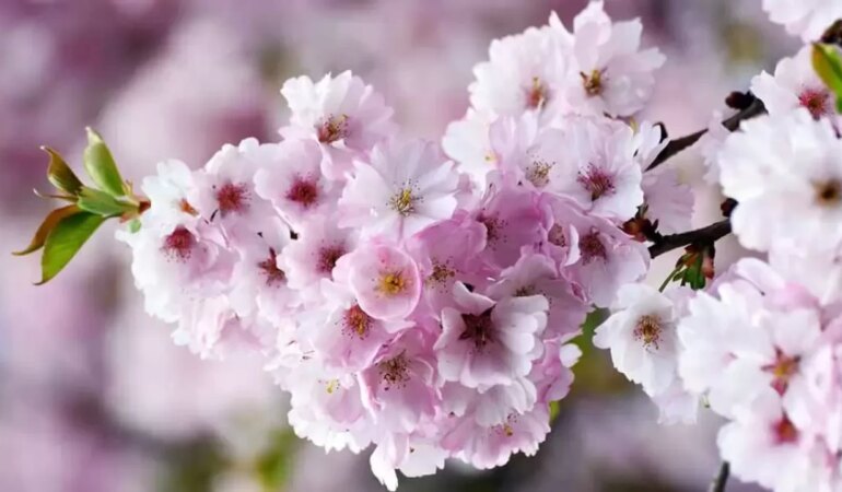 Rüyada Çiçek Açmış Ağaç Görmek