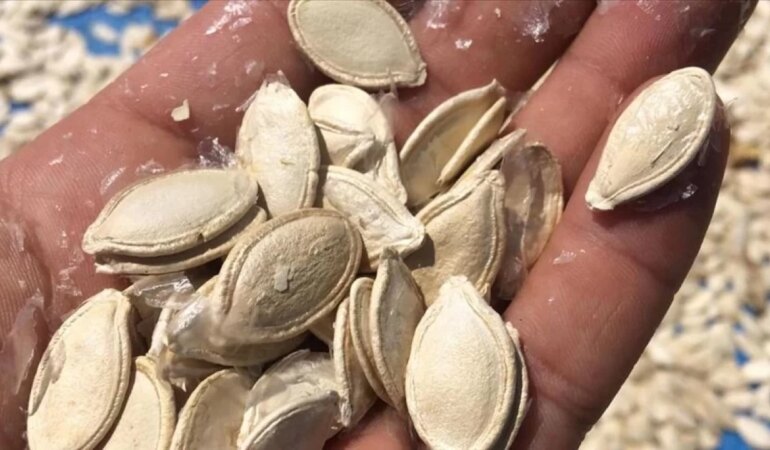 1 avuç kabak çekirdeğiyle gelen şifa!