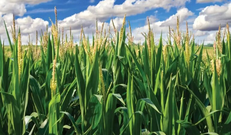 Rüyada Mısır Tarlası Görmek Ne Demek?