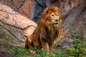 9389-ruyada-aslan-gormek-ne-anlama-gelir-iste-ruya-tabiri.jpg