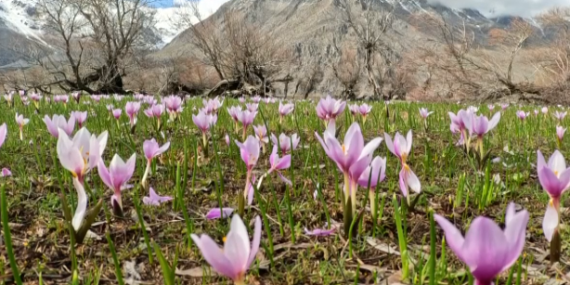Munzur’un Baharında Doğa Uyanıyor: Dersim’in Ovacık İlçesi Doğaseverlerin Uğrak Noktası Oldu