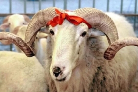 Kurban-bayrami
