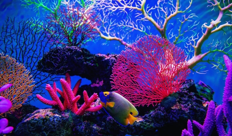 Dünya mercanlarının yüzde 84’ü şiddetli beyazlamayla karşı karşıya