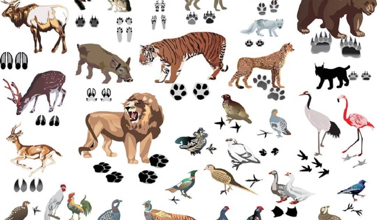 Kürtçe’de Hayvan İsimleri ve Anlamları