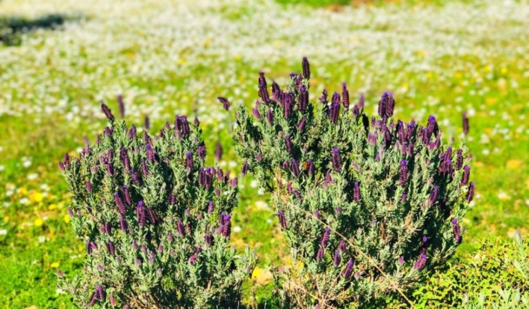Karabaş Otu: Faydaları ve Kullanımı