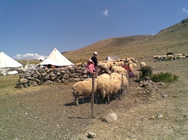 Şavak aşireti hakkında bilmek istediğiniz her şey