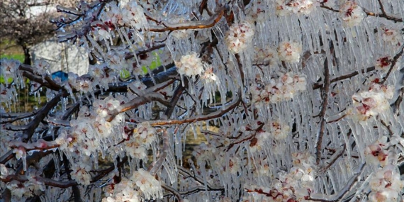 Zirai Don Alarmı: Meteoroloji Uyardı, Çiftçiler Tedbir Almalı