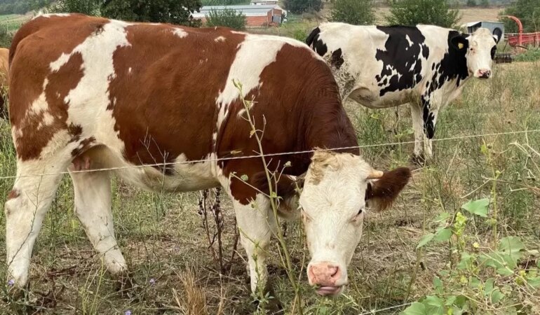 Gebe İnek Nasıl Anlaşılır? İ