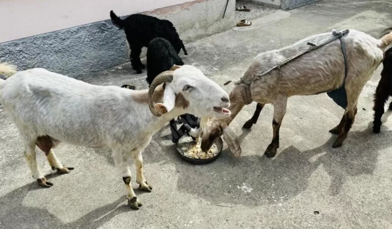 Oğlak Neyin Yavrusu?