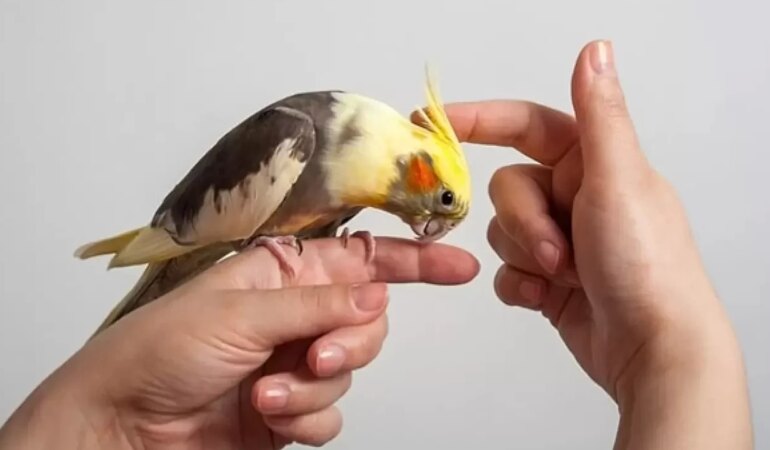 Sultan Papağanı Nasıl Beslenir?