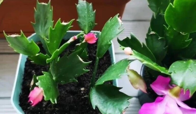 Çiçeklerinizi coşturacak 3 doğal kür!