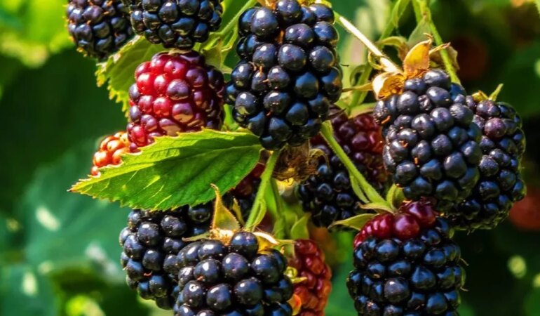 Böğürtlenin faydaları nelerdir?