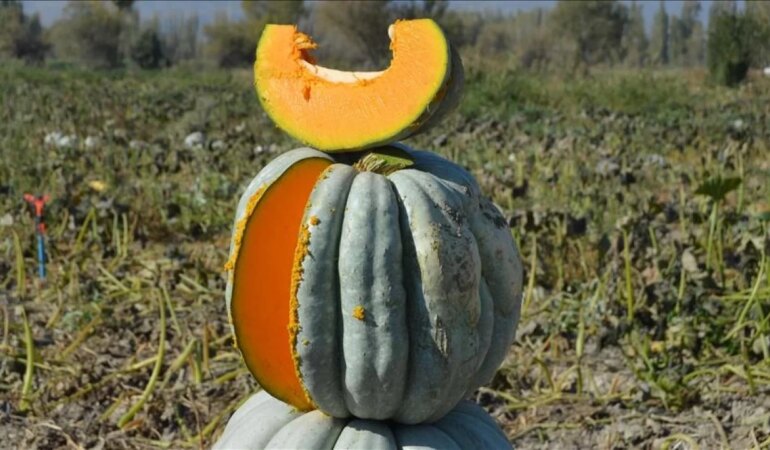 Bal kabağını 1 dakikada soymanın püf noktası