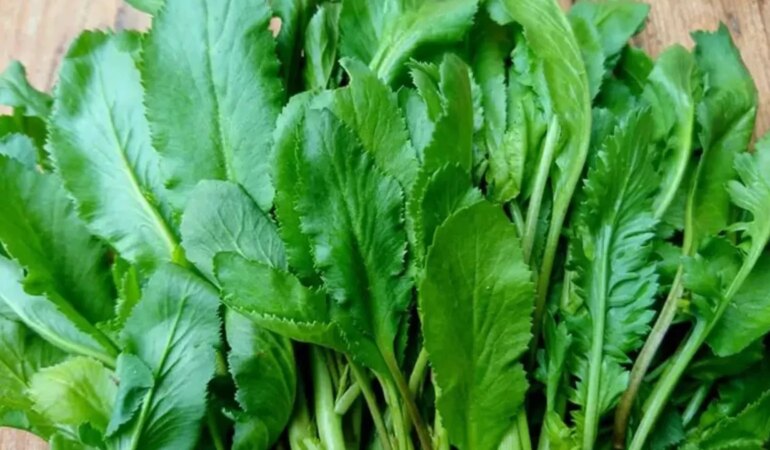 Dünyanın en sağlıklı sebzesi terenin faydaları