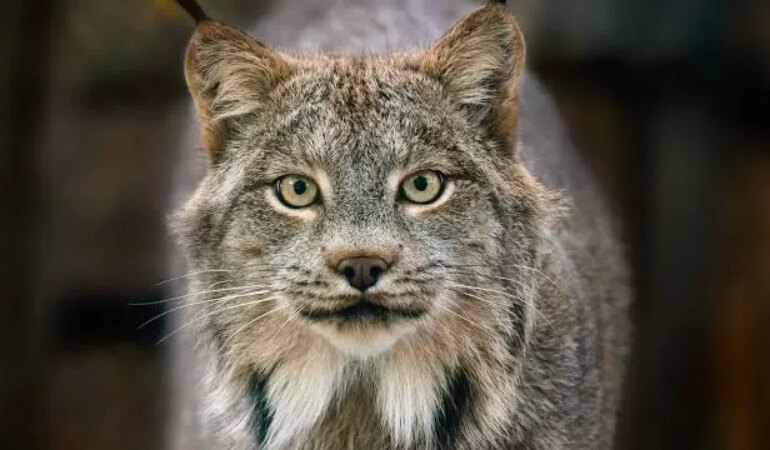 Vaşak nedir, nerelerde yaşar?