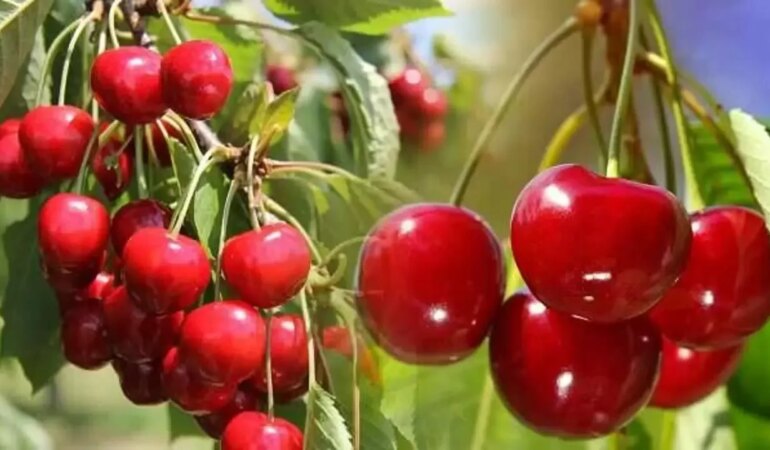 Rüyada Kiraz Ağacı Görmek Ne Anlama Gelir?