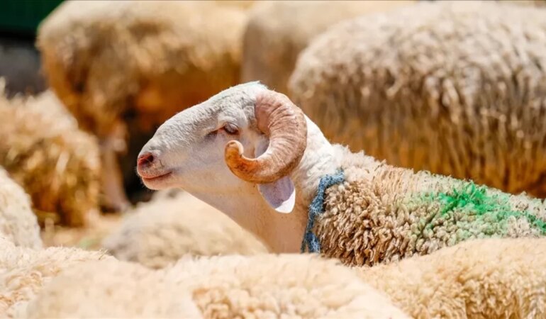 Kurbanlık fiyatları 2025 ne kadar?