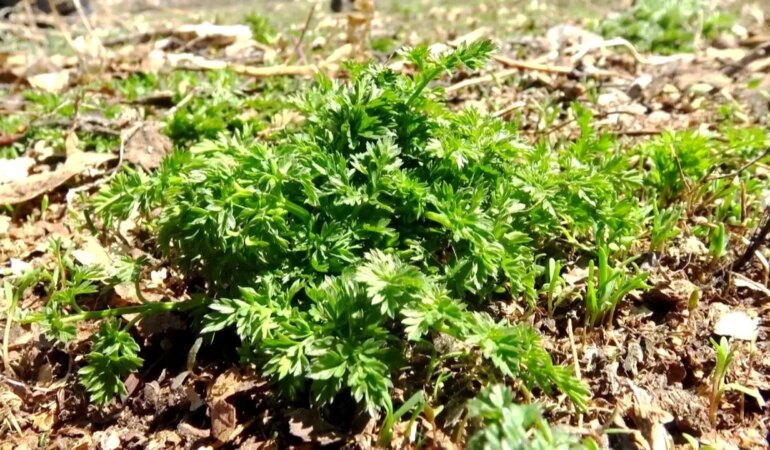 Deli Bat Bat otu nedir, zararları nelerdir?