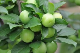6146-erik-yemek-zayiflatir-mi-diyette-erik-yenir-mi.jpg