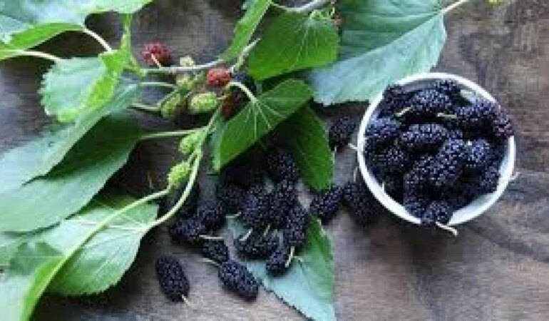 Dut Yaprağının Sağlığınıza Faydaları