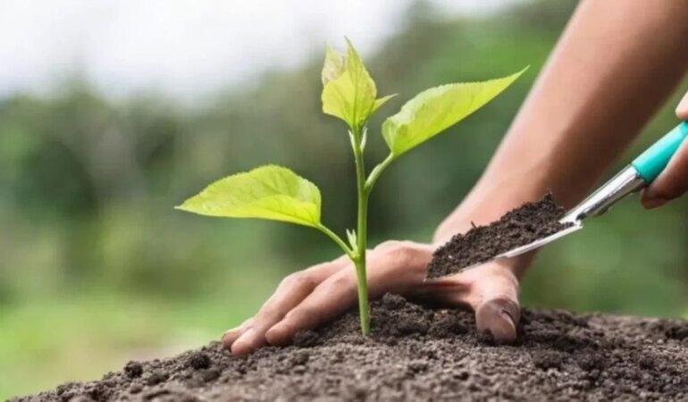 Meyve fidanı dikimi ne zaman yapılır?