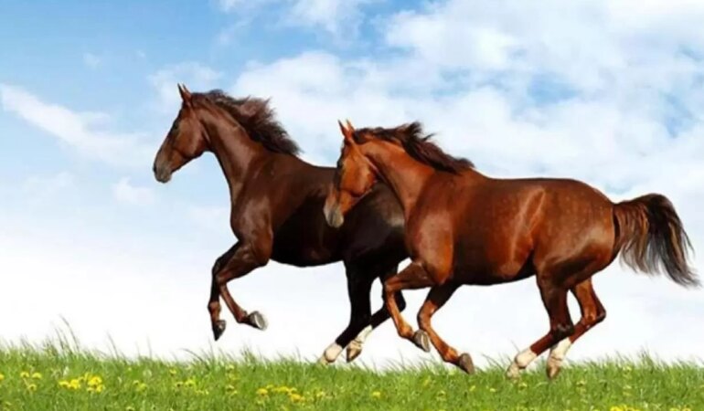 Rüyada At Görmek Ne Anlama Gelir?