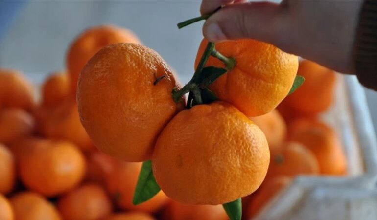 Ekşi mandalinaları bal gibi tatlandıran Japon yöntemi!