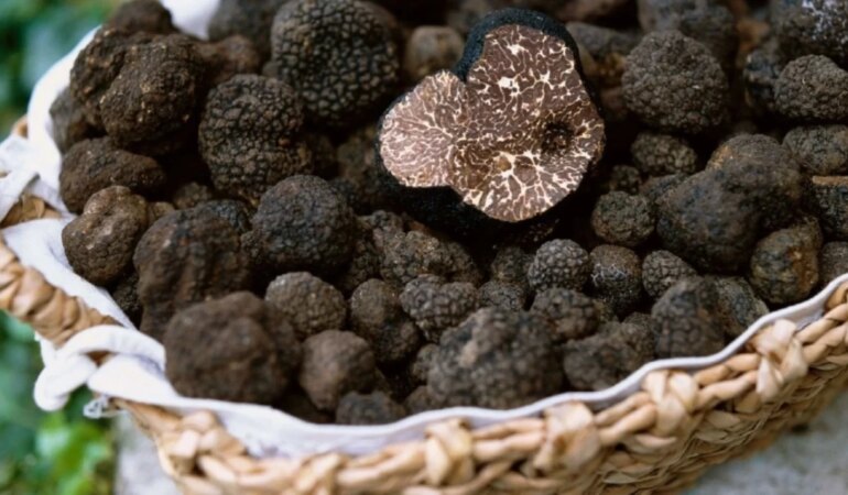 Trüf mantarının faydaları