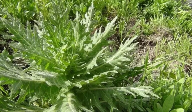 Bu bitki karaciğer yetmezliği yapıyor!