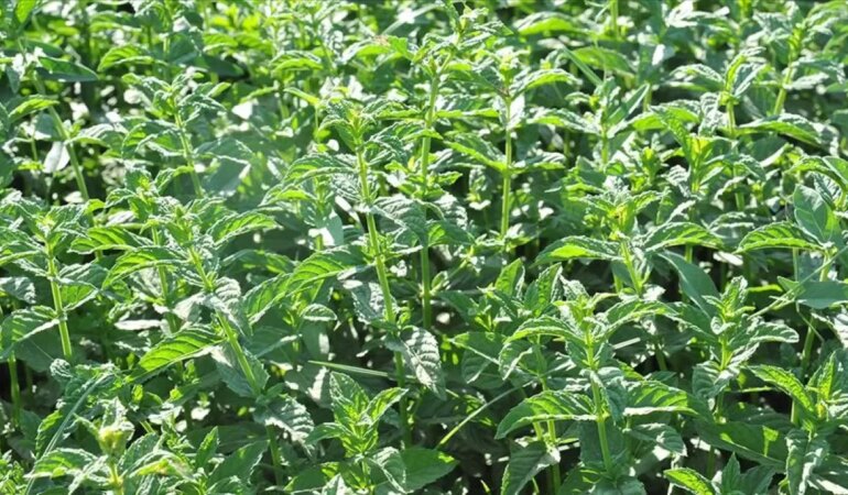 Hangi nane hangi lezzet için uygun