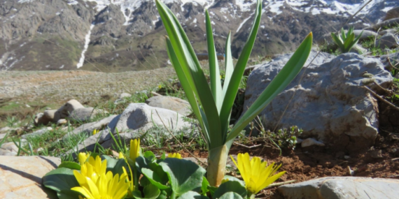 Havaçor köyü Derneği’nden, Havaçor Vadisi’ndeki bitkileri koruma çağrısı