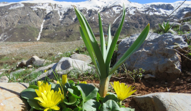 Havaçor köyü Derneği’nden, Havaçor Vadisi’ndeki bitkileri koruma çağrısı