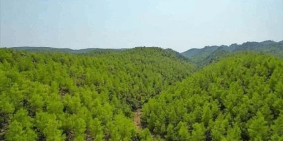 Tüm orman ve su varlığı sermayeye teslim ediliyor