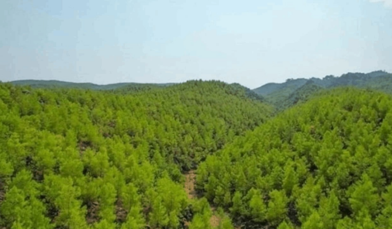 Tüm orman ve su varlığı sermayeye teslim ediliyor