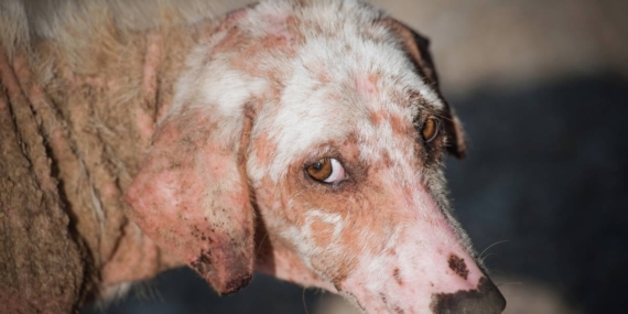 AYM, hayvan katliamına devam dedi