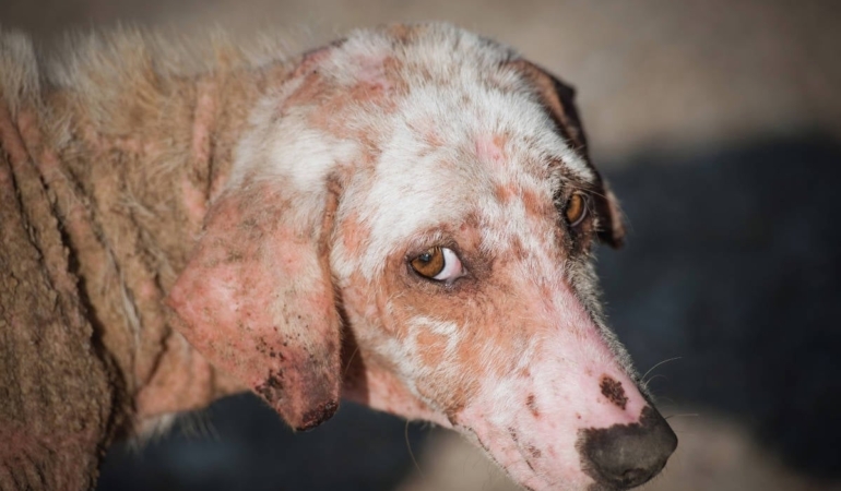 AYM, hayvan katliamına devam dedi