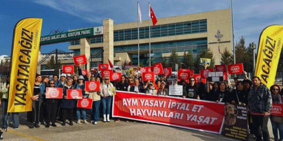 AYM, sokaktaki hayvanlarla ilgili düzenlemenin iptalini görüşecek