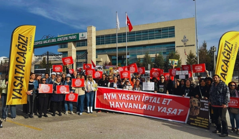 AYM, sokaktaki hayvanlarla ilgili düzenlemenin iptalini görüşecek
