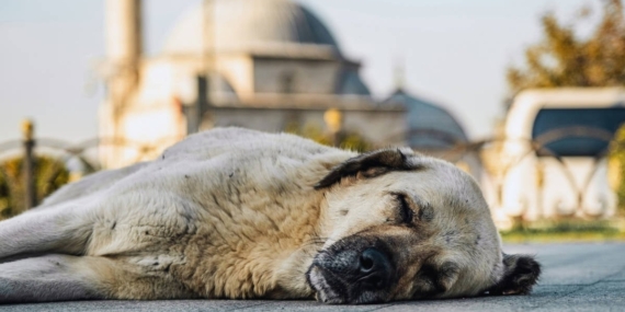 AYM, yarın sokaktaki hayvanlarla ilgili düzenlemenin iptalini görüşecek