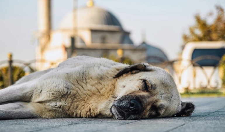 AYM, yarın sokaktaki hayvanlarla ilgili düzenlemenin iptalini görüşecek