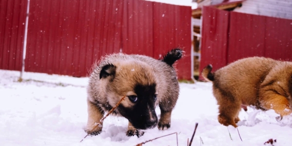 Hayvan hakları örgütlerinden AYM kararı açıklaması